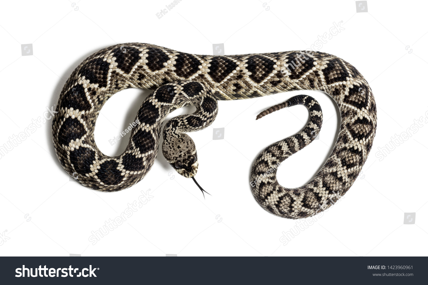 Crotalus Atrox Western Diamondback Rattlesnake Texas Stock Photo ...