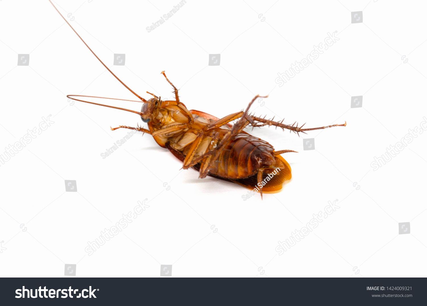 Cockroaches Isolated On White Background Isolated Stock Photo ...