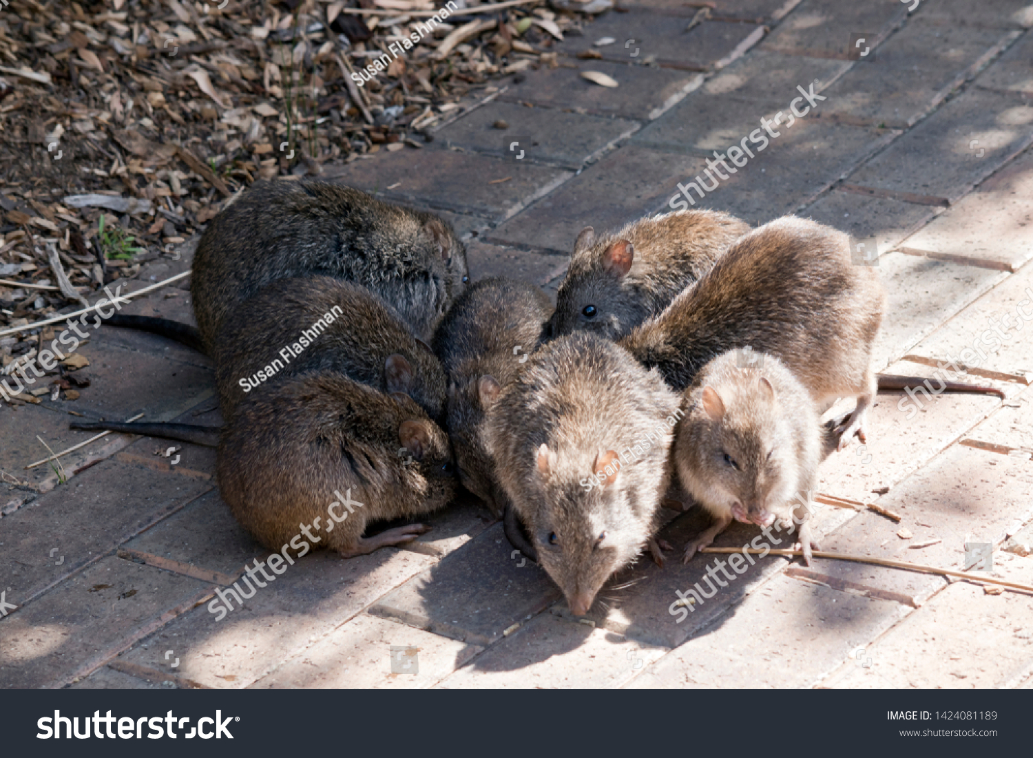 Group Long Nosed Potoroos Searching Food Stock Photo 1424081189 ...