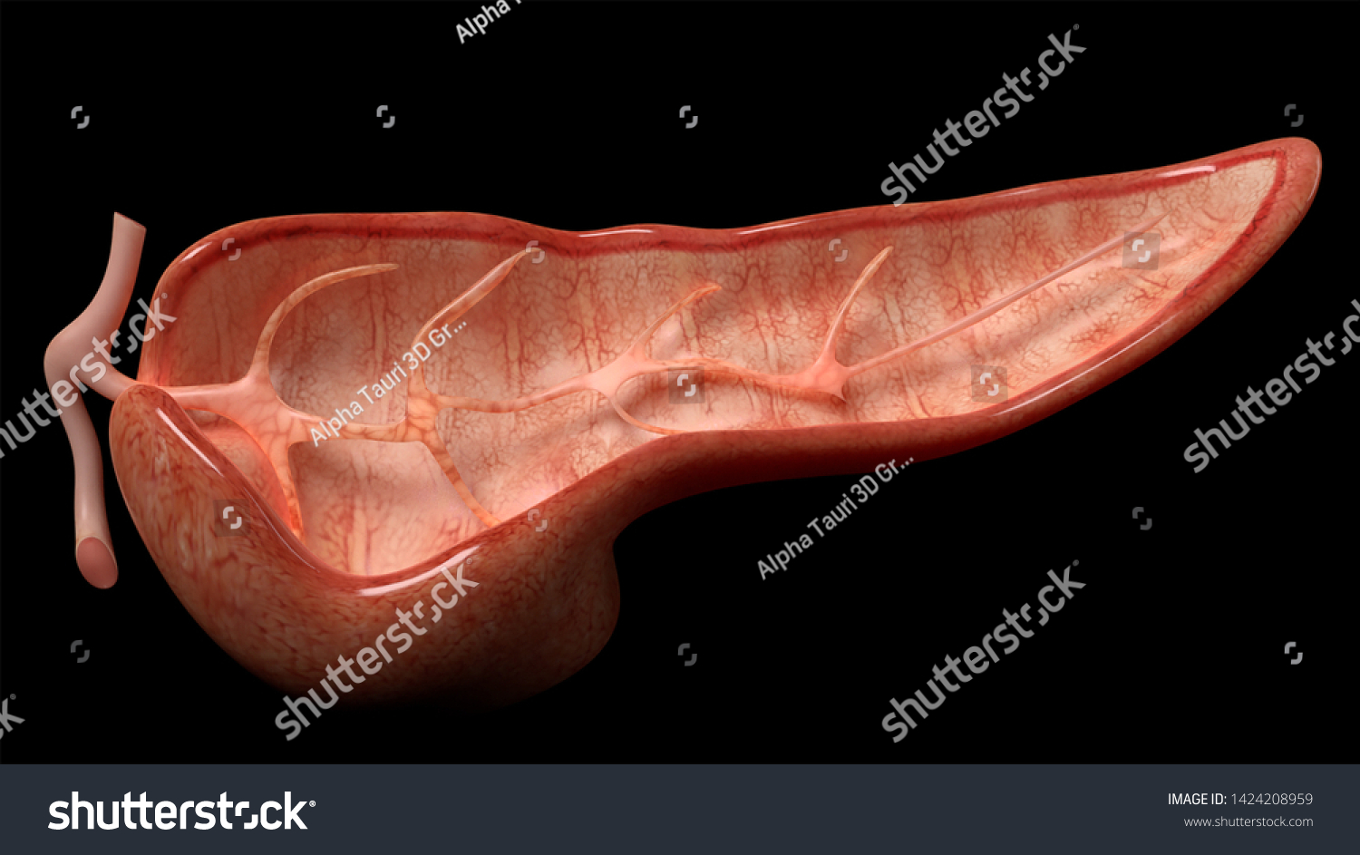 3d Rendering Cross Section Pancreas Stock Illustration 1424208959 ...