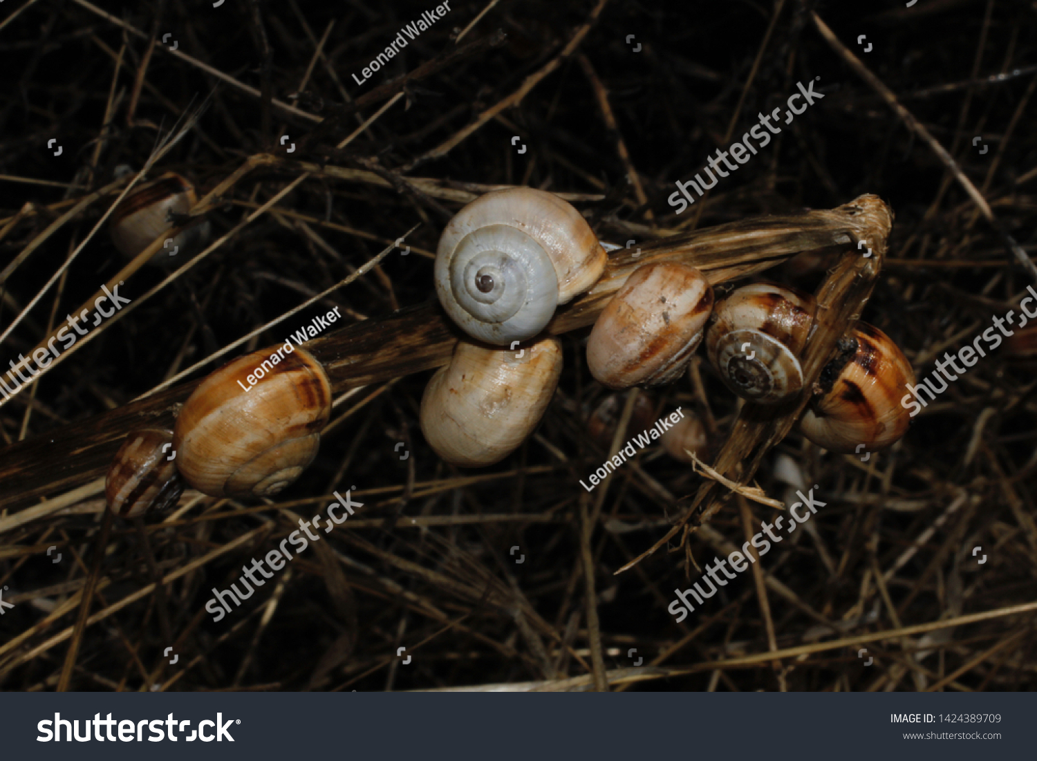 White Garden Snails Theba Pisana Stock Photo 1424389709 | Shutterstock