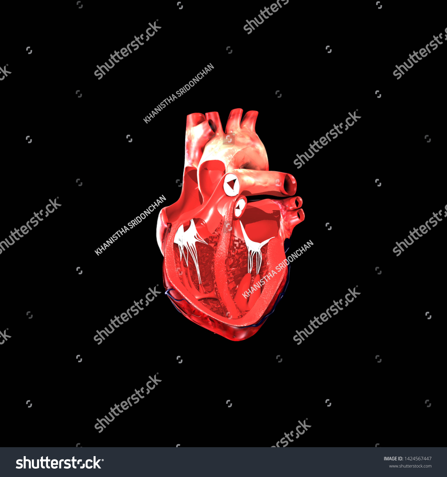 3d Anatomy Human Heart Stock Illustration 1424567447 Shutterstock