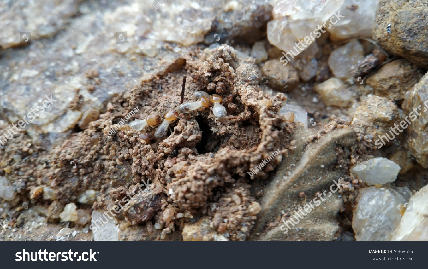 Group Small Termites Running Front Broken Stock Photo 1424968559 ...