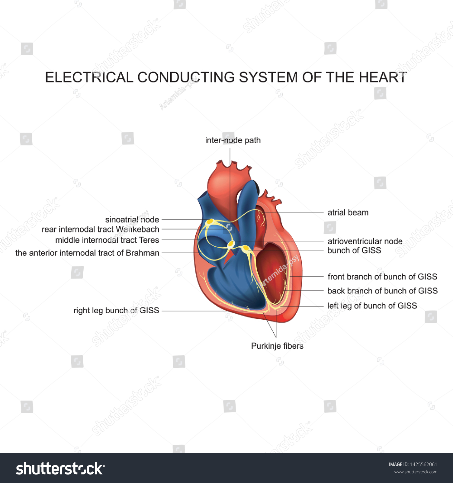 Vector Illustration Electric Conducting System Heart Stock Vector ...