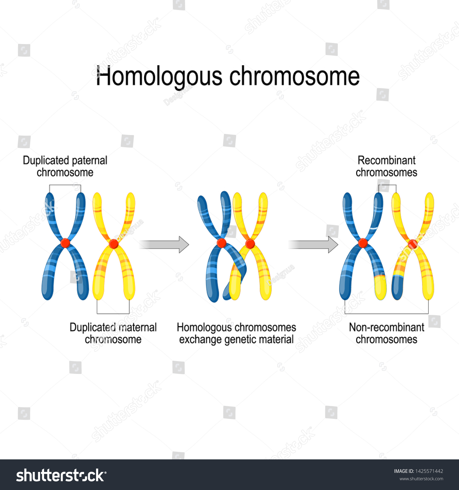 Maternal Paternal Homologous Chromosomes Exchange Genetic Stock Vector ...