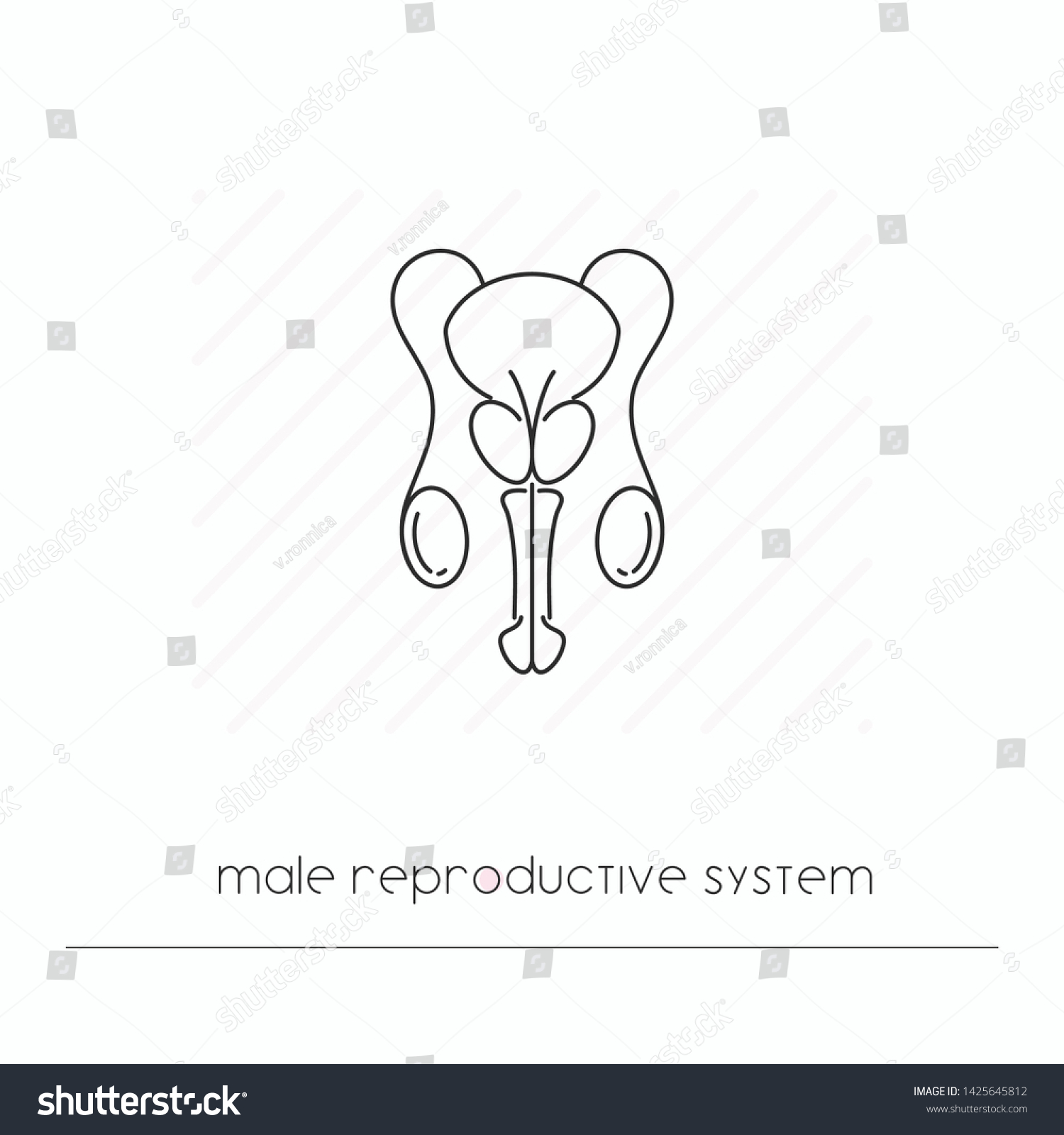 Male Reproductive System Icon Isolated Single Stock Vector Royalty Free 1425645812 Shutterstock 4525