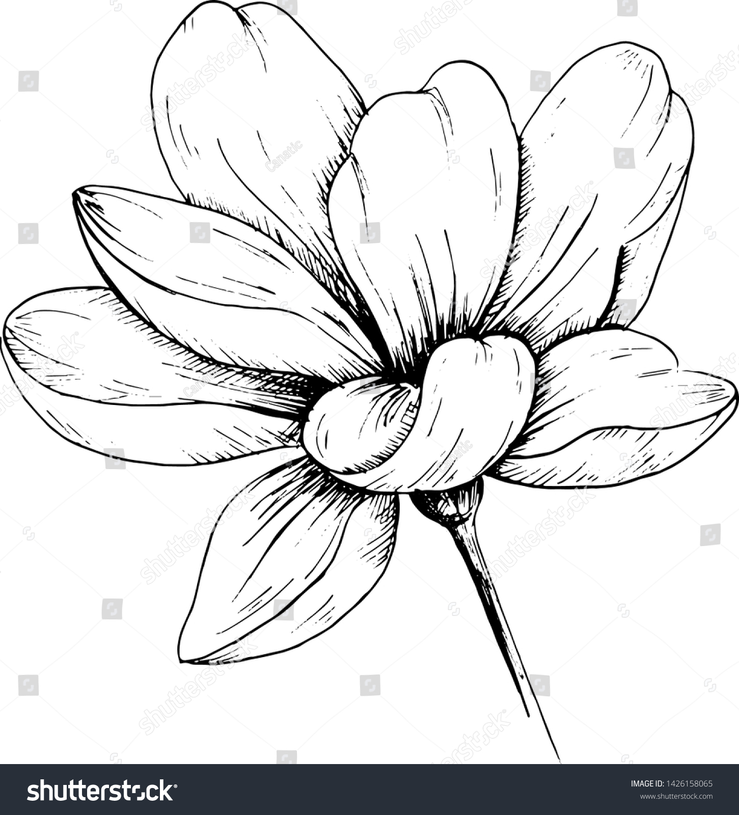 Sketch Flowersingle Handdrawn Black Flower Isolated Stock Vector ...