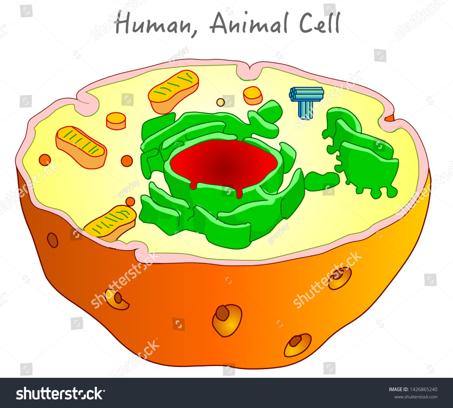 Human Animal Cell Structure Animal Human Stock Vector (Royalty Free ...