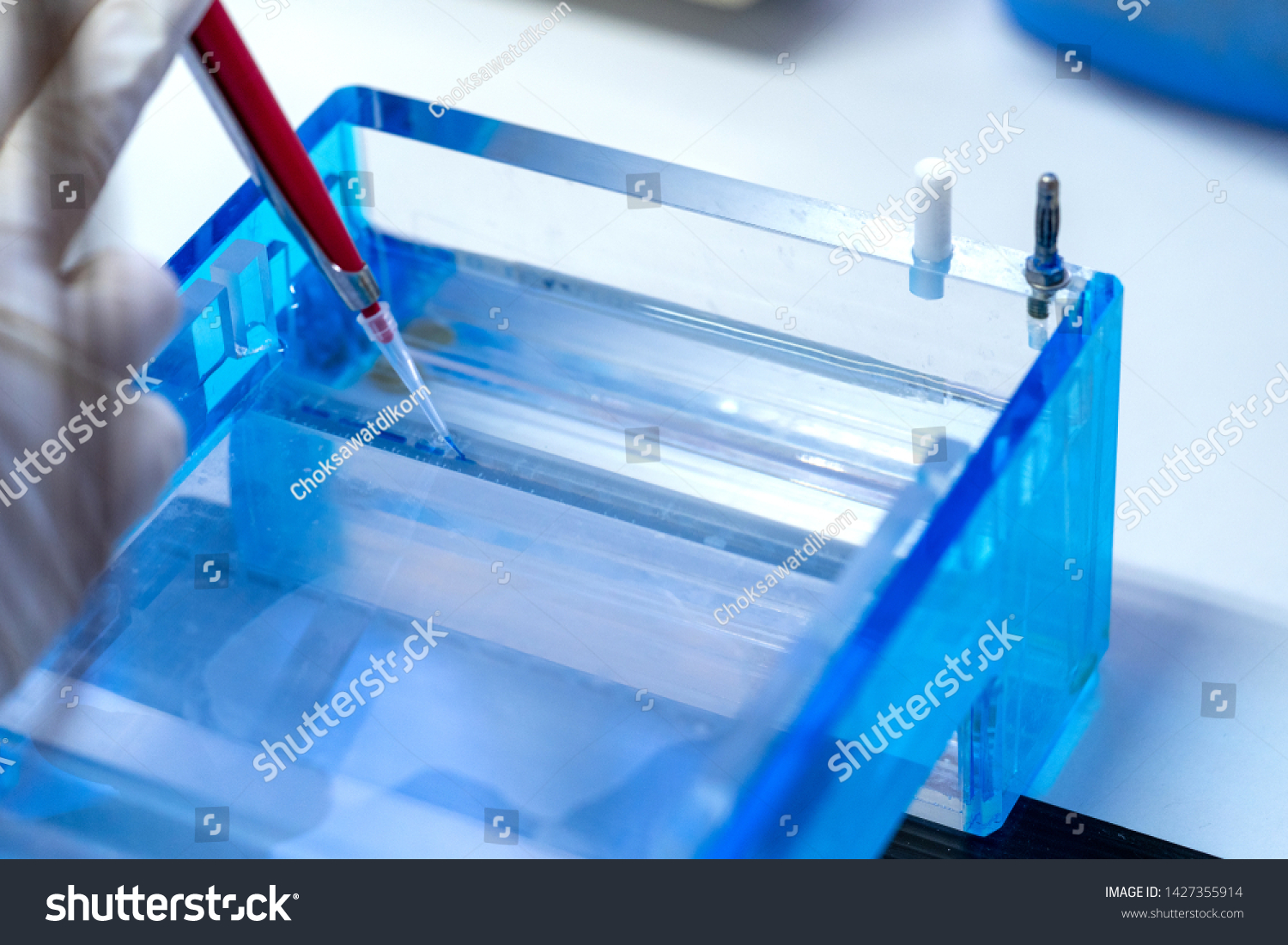 Molecular Technique Gel Electrophoresis Dna Sample Stock Photo ...