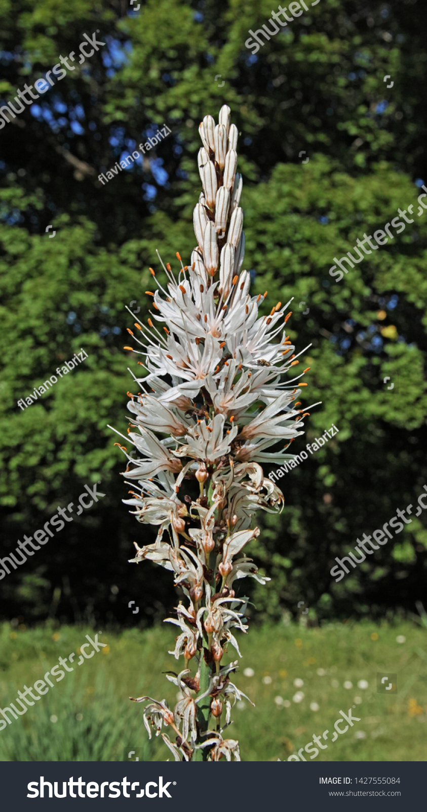 Flower White Asphodel Plant Asphodelus Albus Stock Photo ...