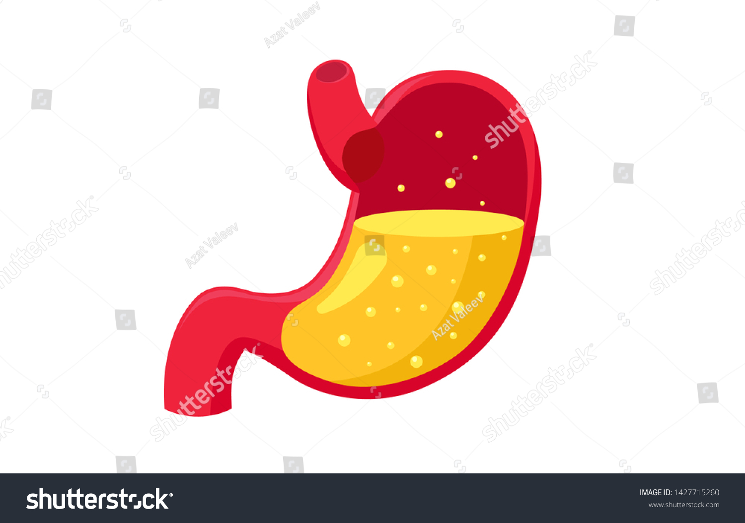 healthy-human-stomach-full-gastric-acid-stock-vector-royalty-free