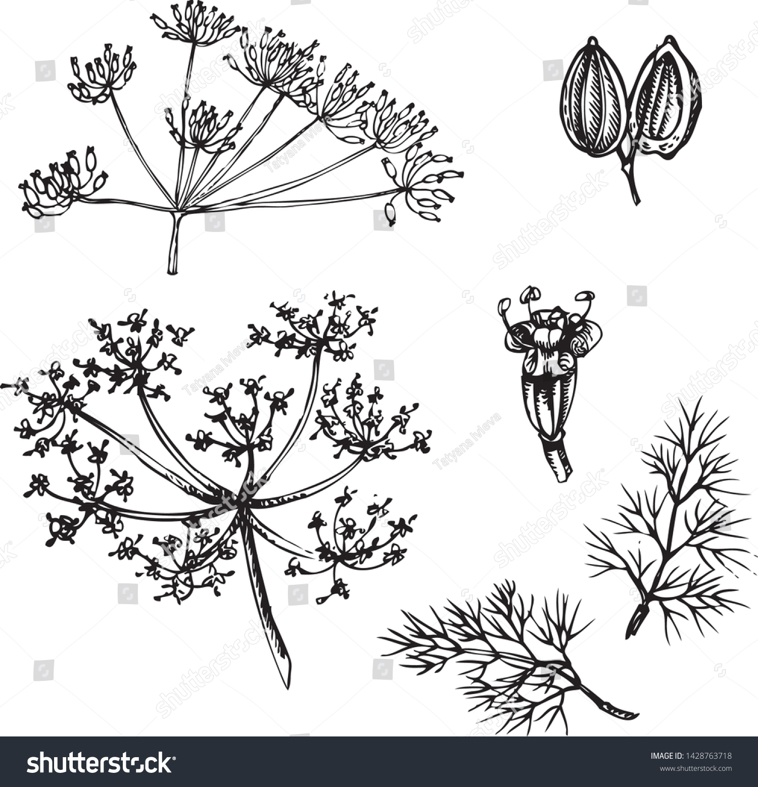 Vector Set Linear Illustrations Dill Stock Vector (Royalty Free ...