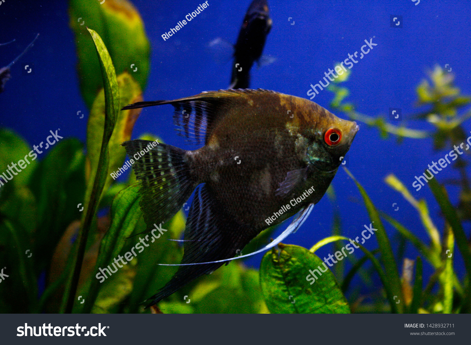 half black angelfish freshwater