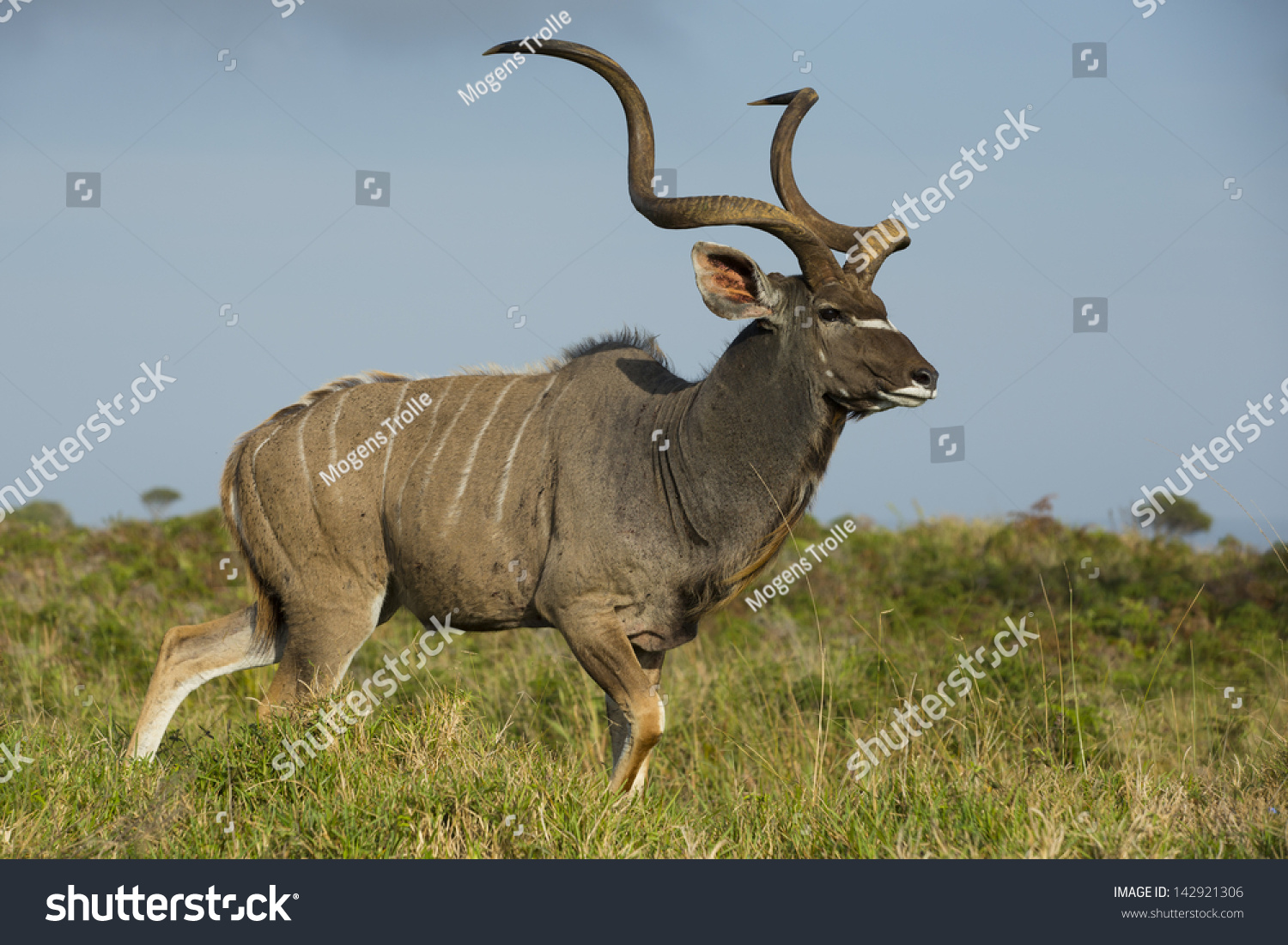 Самое крупное животное африки. Антилопа Kudu. Винторогая антилопа. Винторогий Сайгак. Антилопа большой куду.