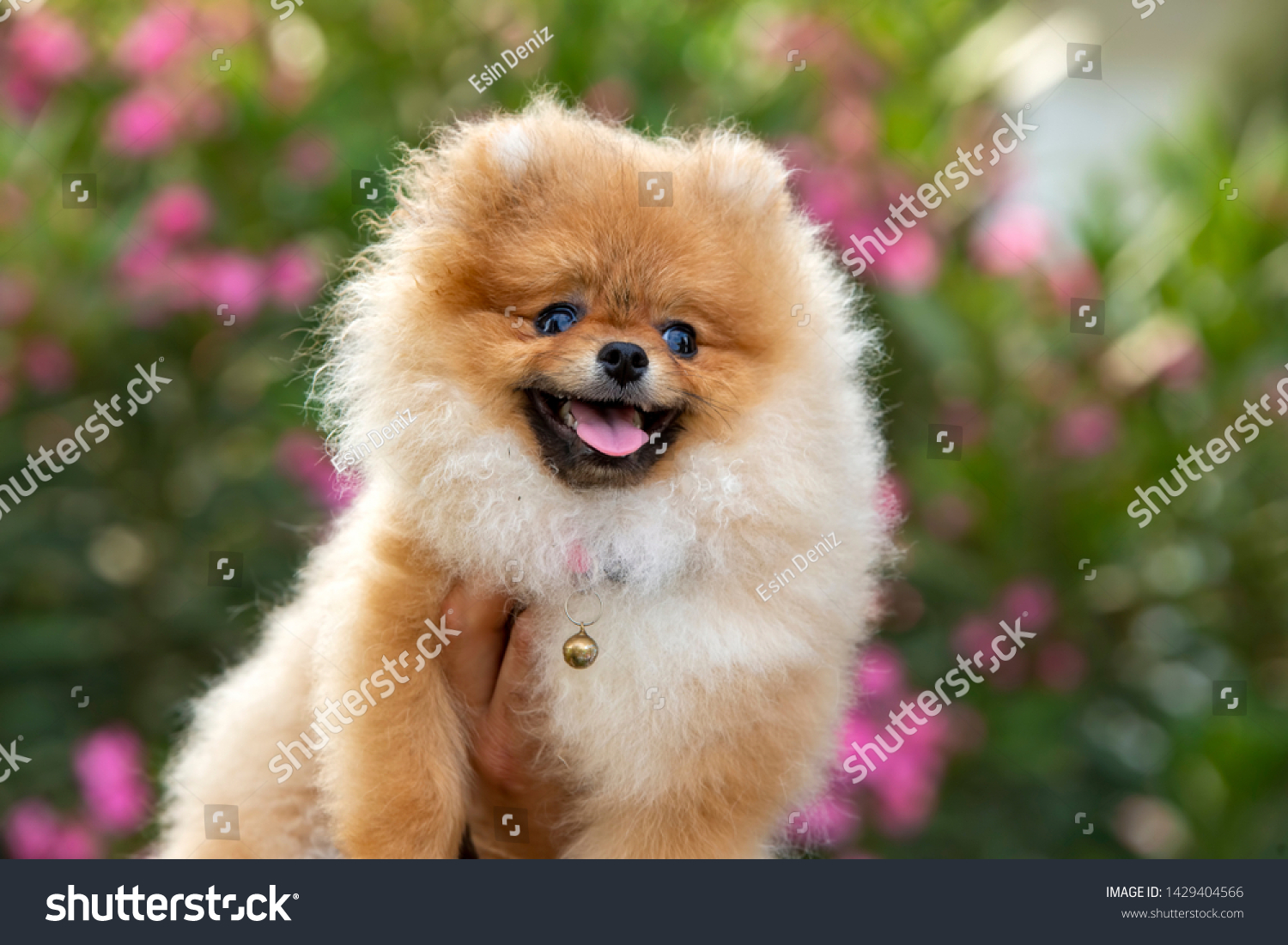 what kind of pomeranian is boo