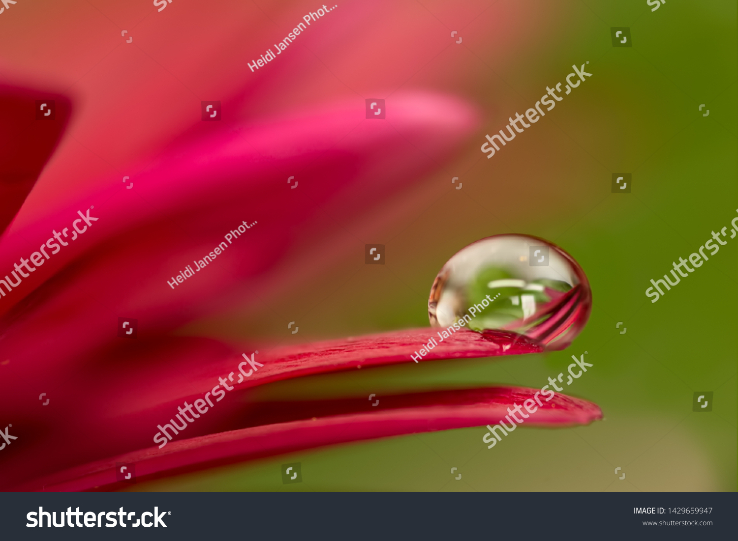 215,458 Dew Drops On Flower Images, Stock Photos & Vectors | Shutterstock