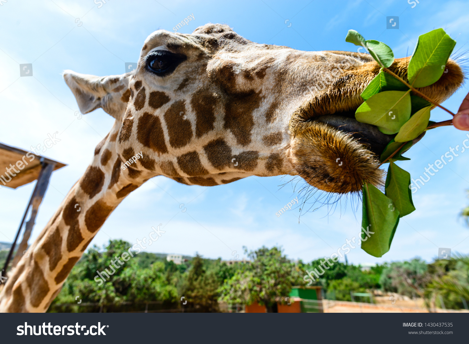 giraffes eating