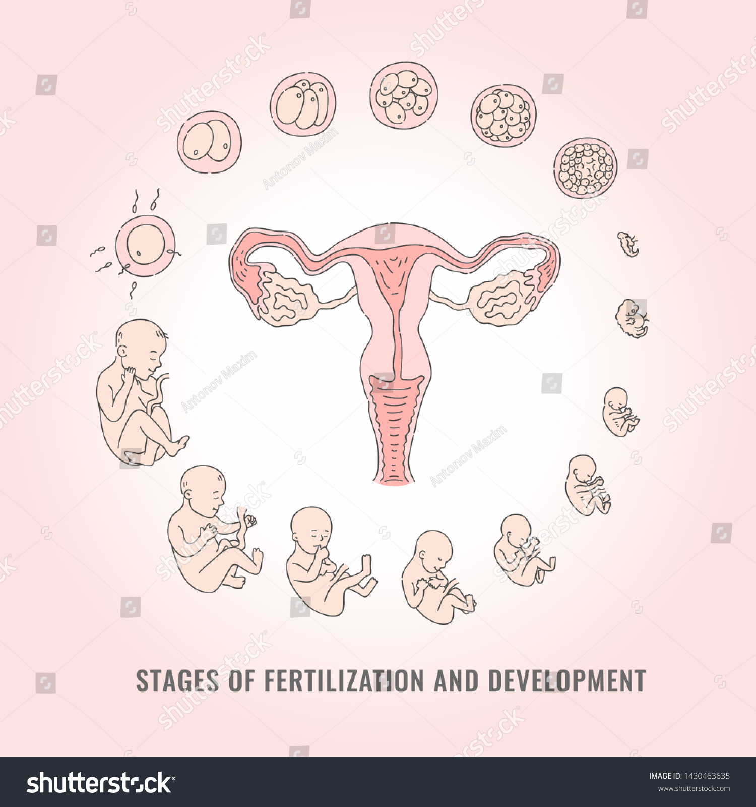 Infographic Pregnancy Stages Process Fertilization Development Stock ...