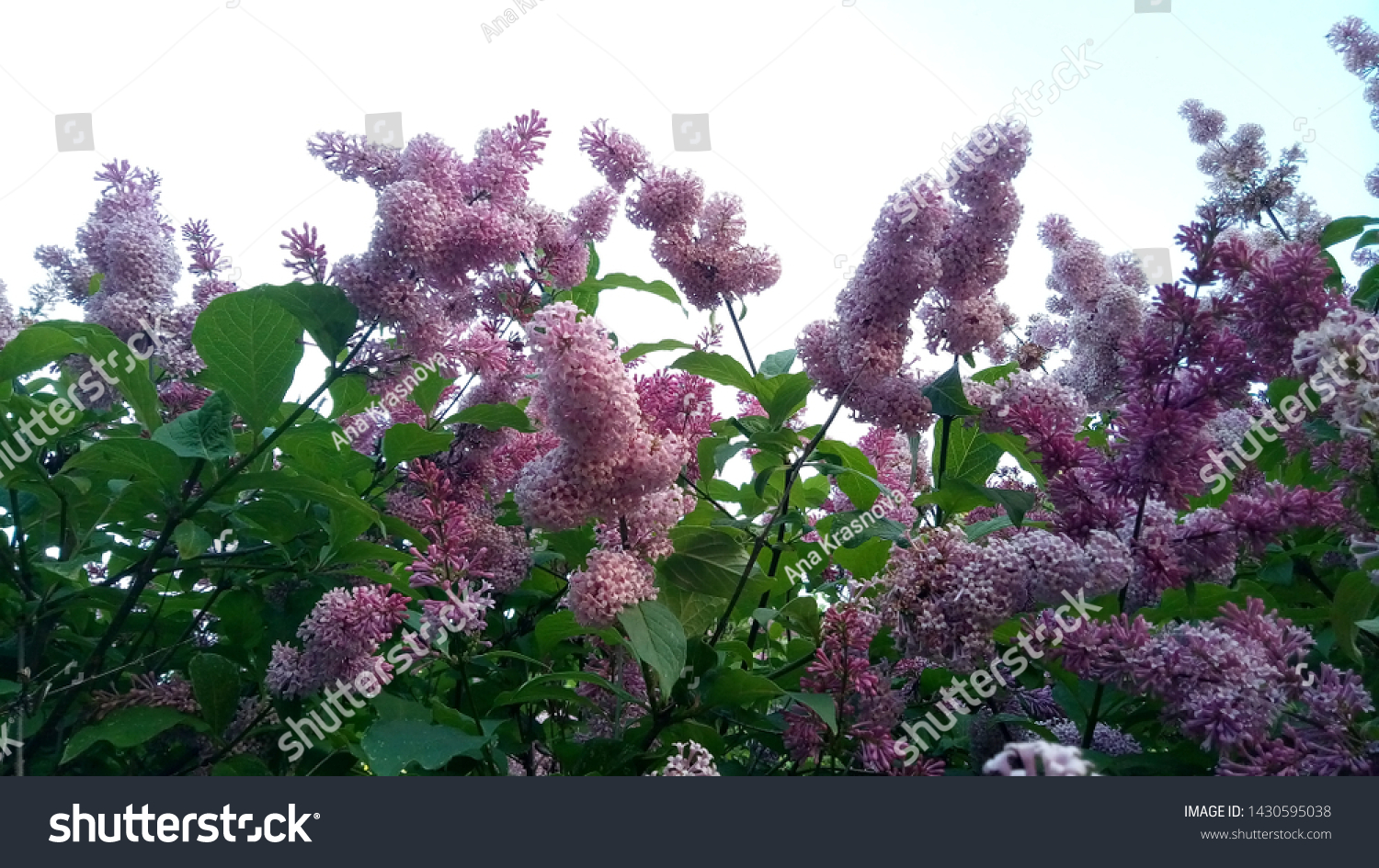 Beautiful Purple Lilac Park Stock Photo 1430595038 | Shutterstock