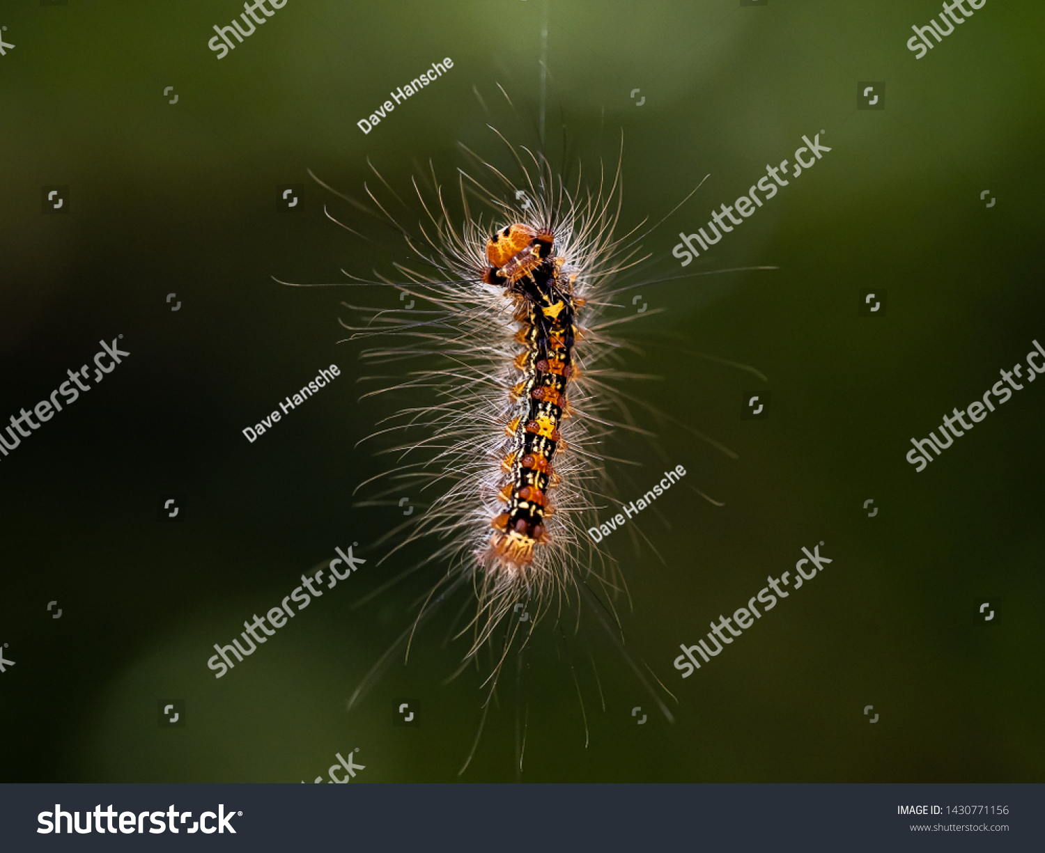 Japanese Gypsy Moth Caterpillar Lymantria Dispar Stock Photo 1430771156 