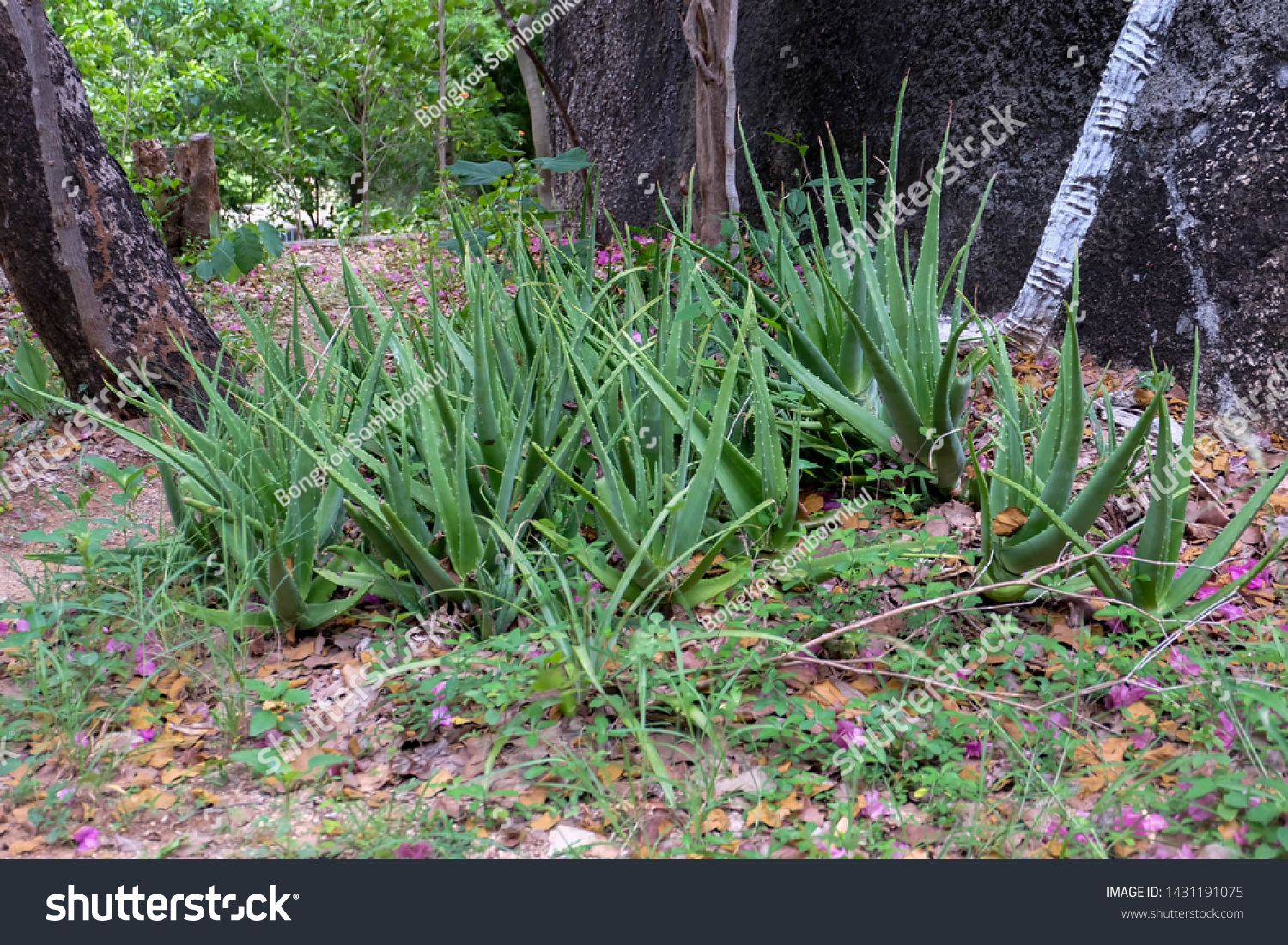 Many Aloe Vera Gardenforest Photo 1431191075 | Shutterstock