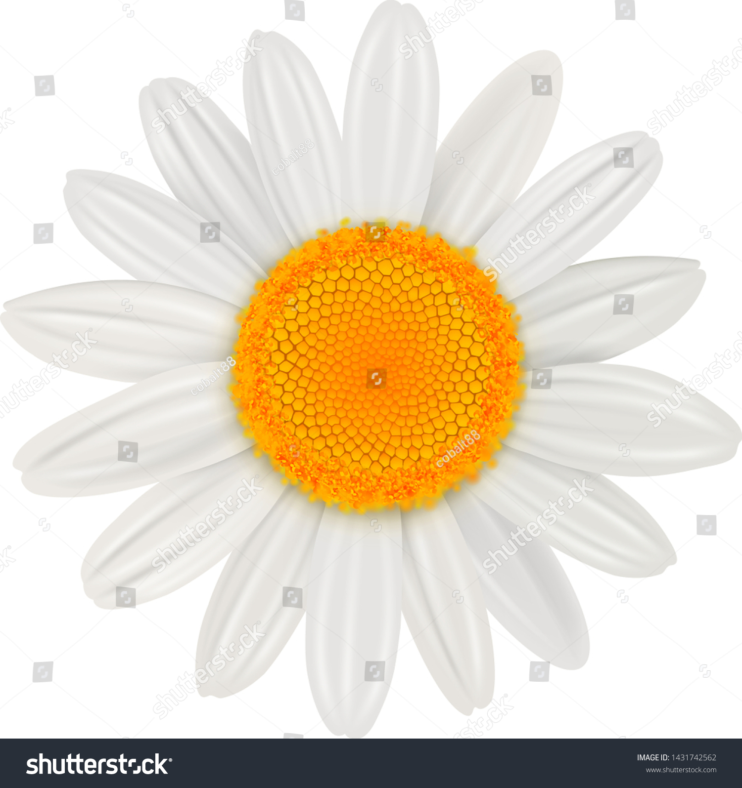 Daisy Flower Isolated Vector Illustration Stock Vector Royalty Free Shutterstock