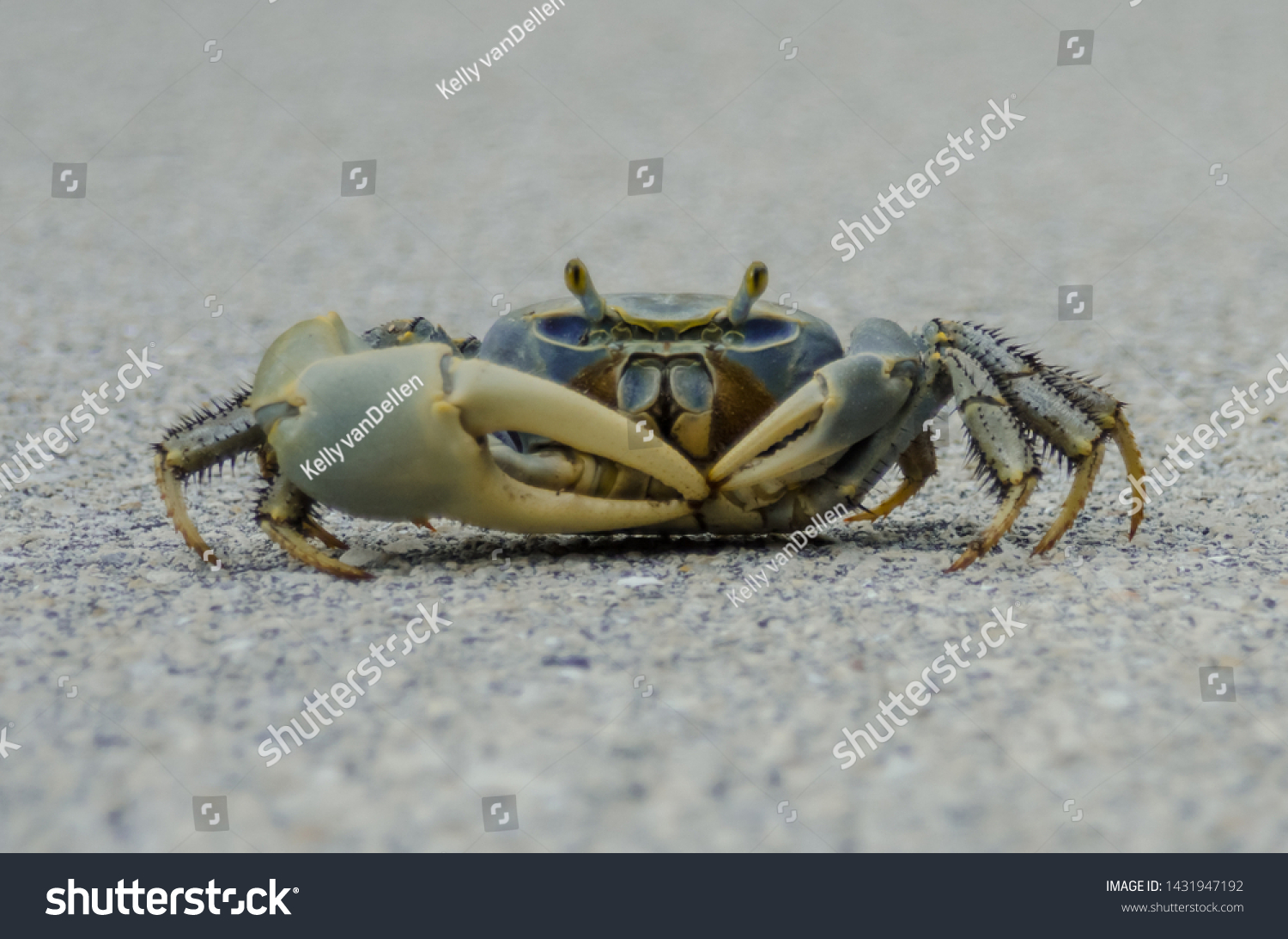 Curious Blue Crab Scuttles Across Pavement Stock Photo 1431947192