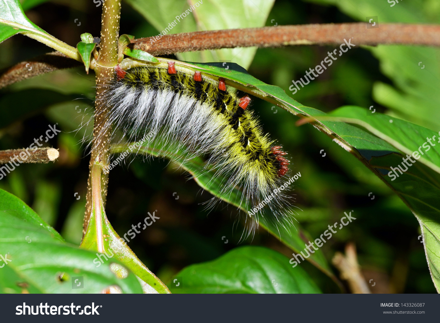 Huge Hairy Vietnamese Caterpillar Stock Photo 143326087 