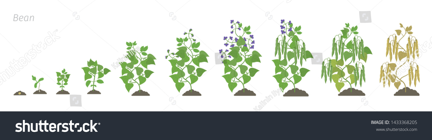 Growth Stages Bean Plant Bean Family Stock Vector (Royalty Free ...