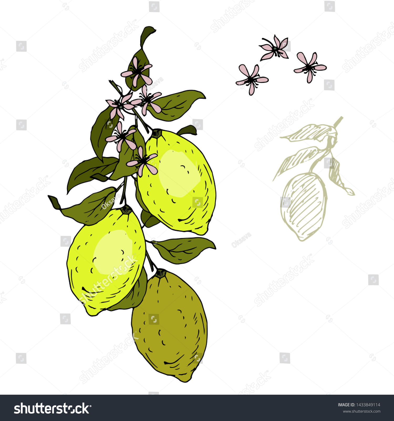 Lemon Fruits Branch Congratulations Vector Illustration Stock Vector ...