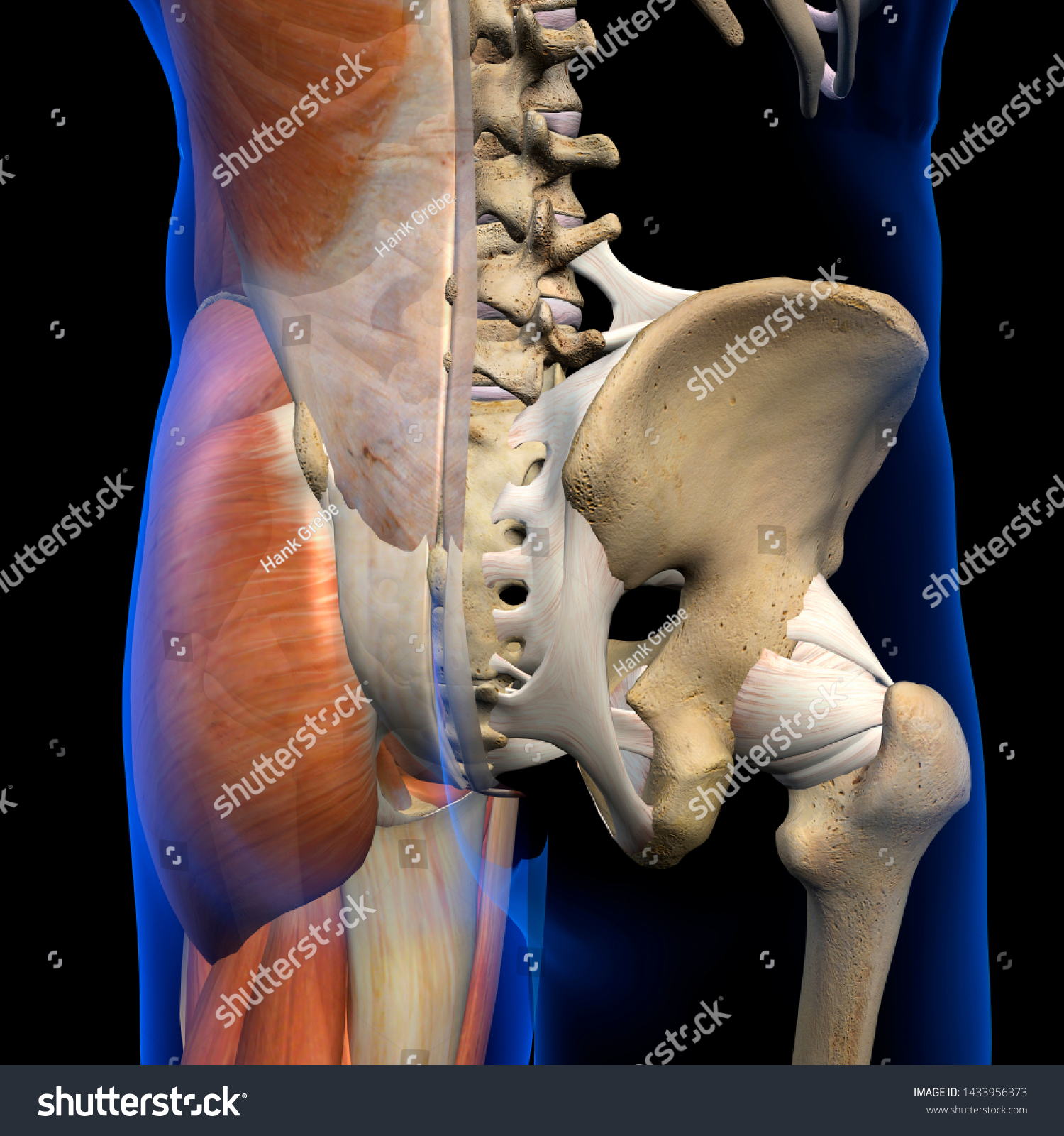 Мышцы тазобедренной кости