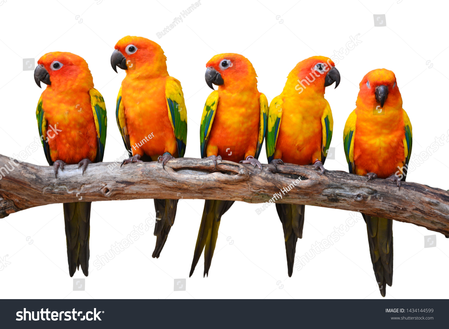 19,566 5 Birds Images, Stock Photos & Vectors | Shutterstock