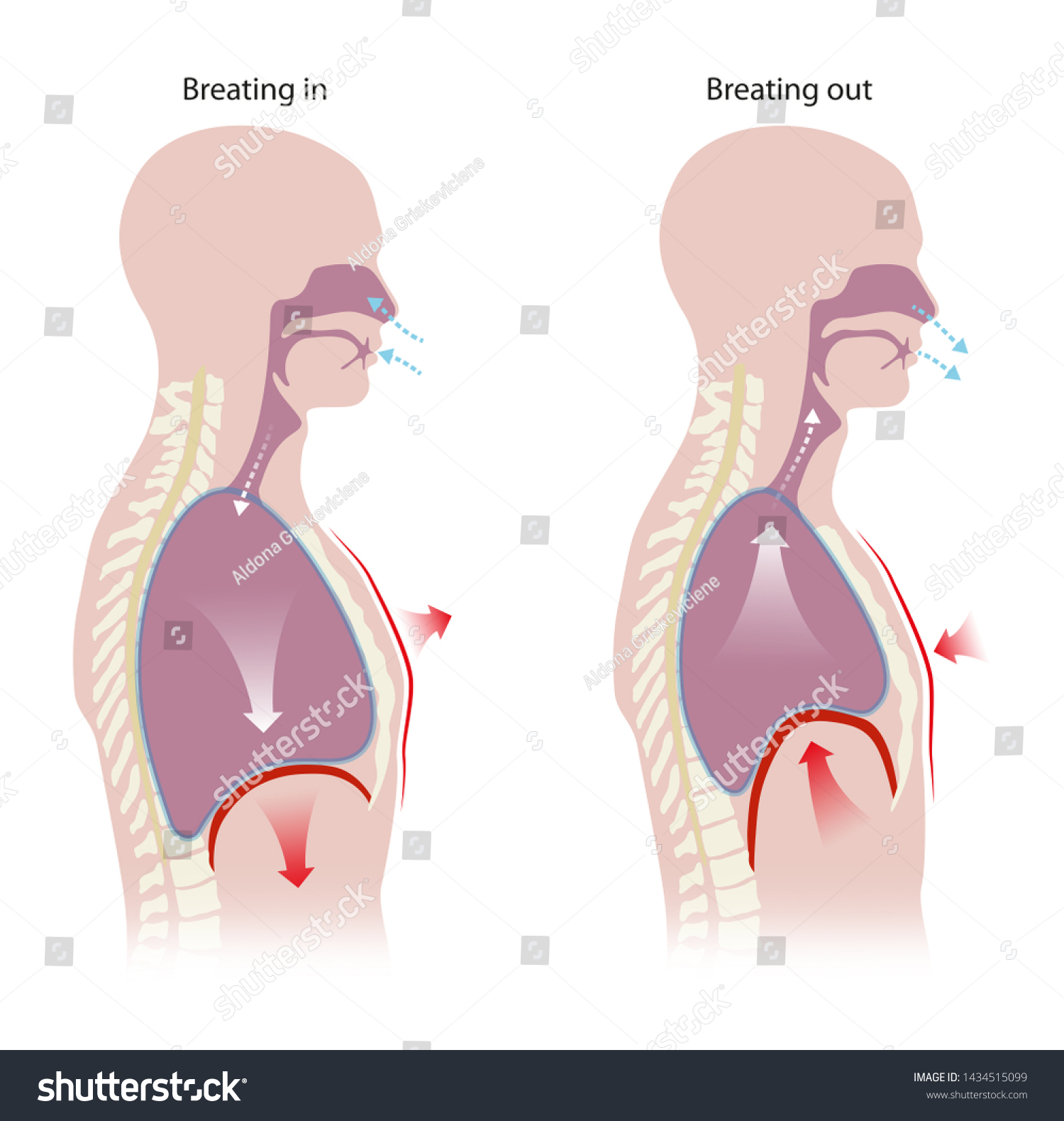 Diaphragm Located Below Lungs Major Muscle Stock Illustration ...