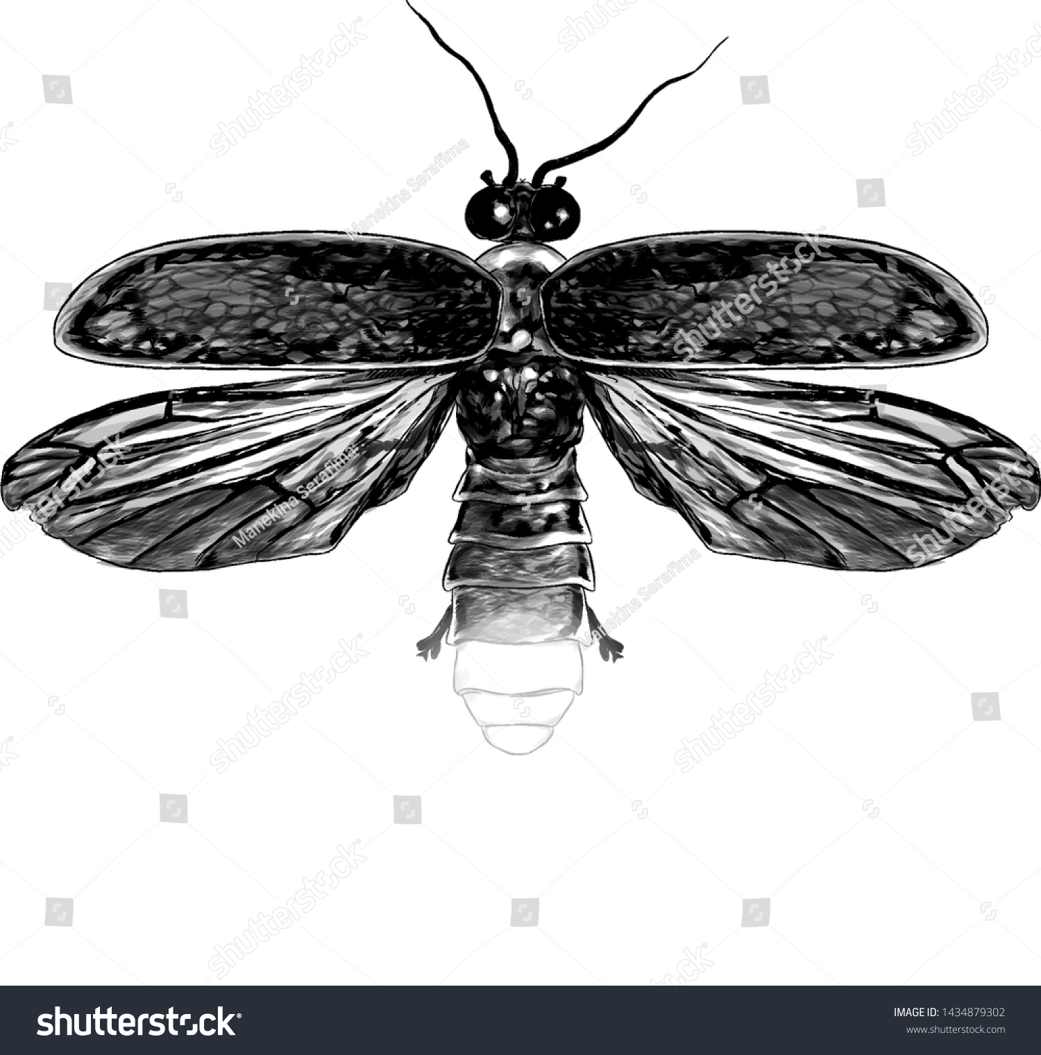 Firefly Open Wings Top View Symmetrically Stock Vector (Royalty Free ...