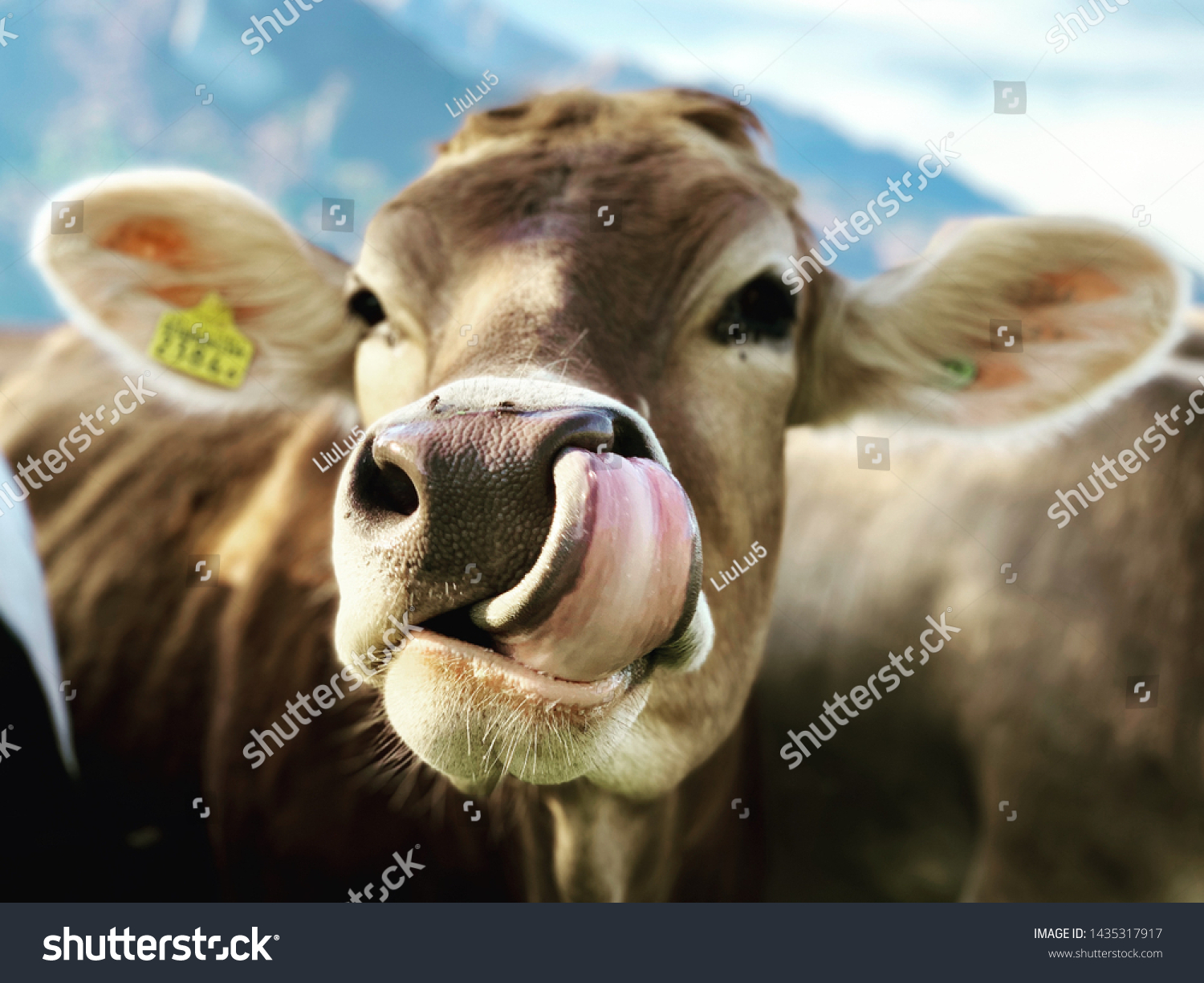 Cow Has Her Tongue Her Nose Stock Photo 1435317917 ...