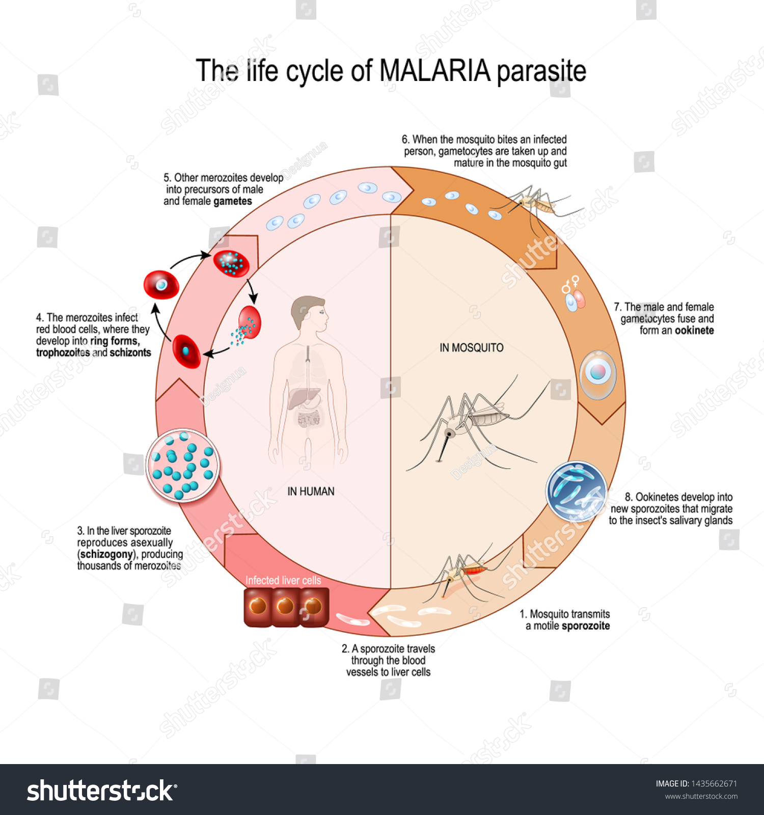 Life Cycle Malaria Parasite Vector Diagram Stock Vector (Royalty Free ...