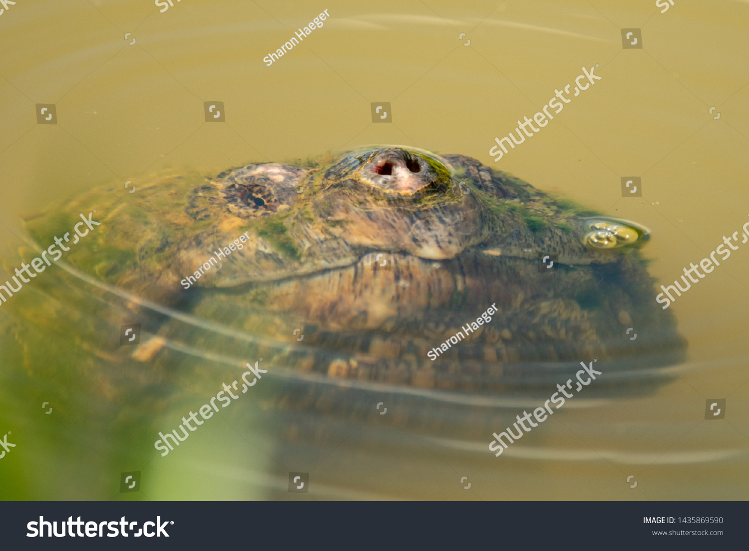 Monster Snapping Turtle Surfacing Pond Stock Photo 1435869590 ...