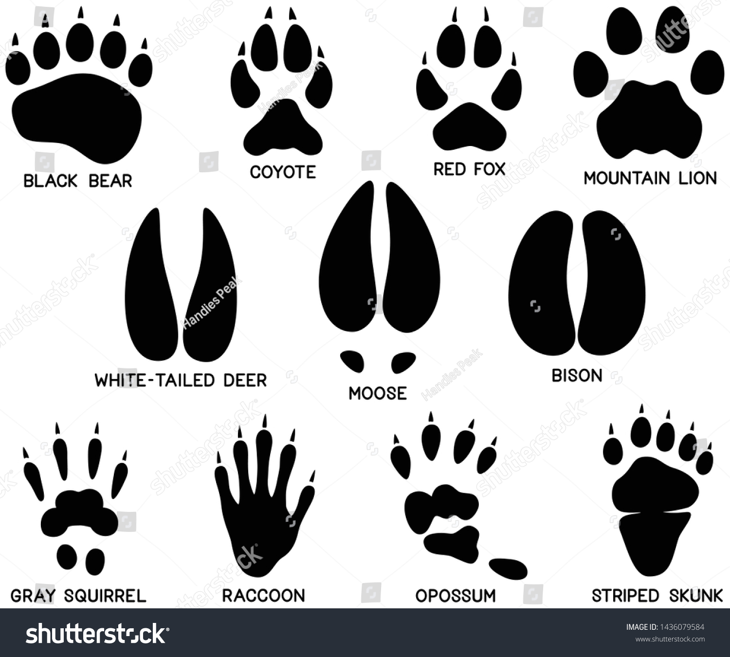 129 North American Animal Tracks Images, Stock Photos & Vectors ...