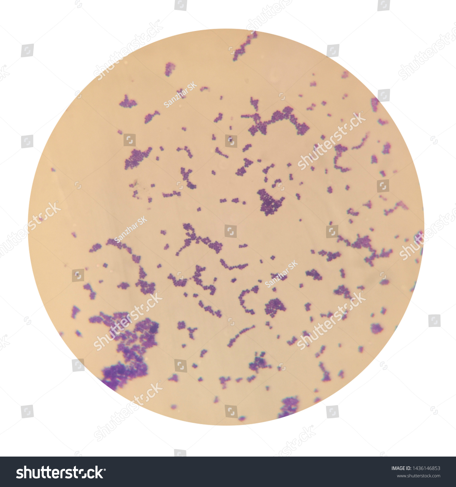 Sarcina Genus Grampositive Cocci Bacteria Family Stock Photo 1436146853 ...