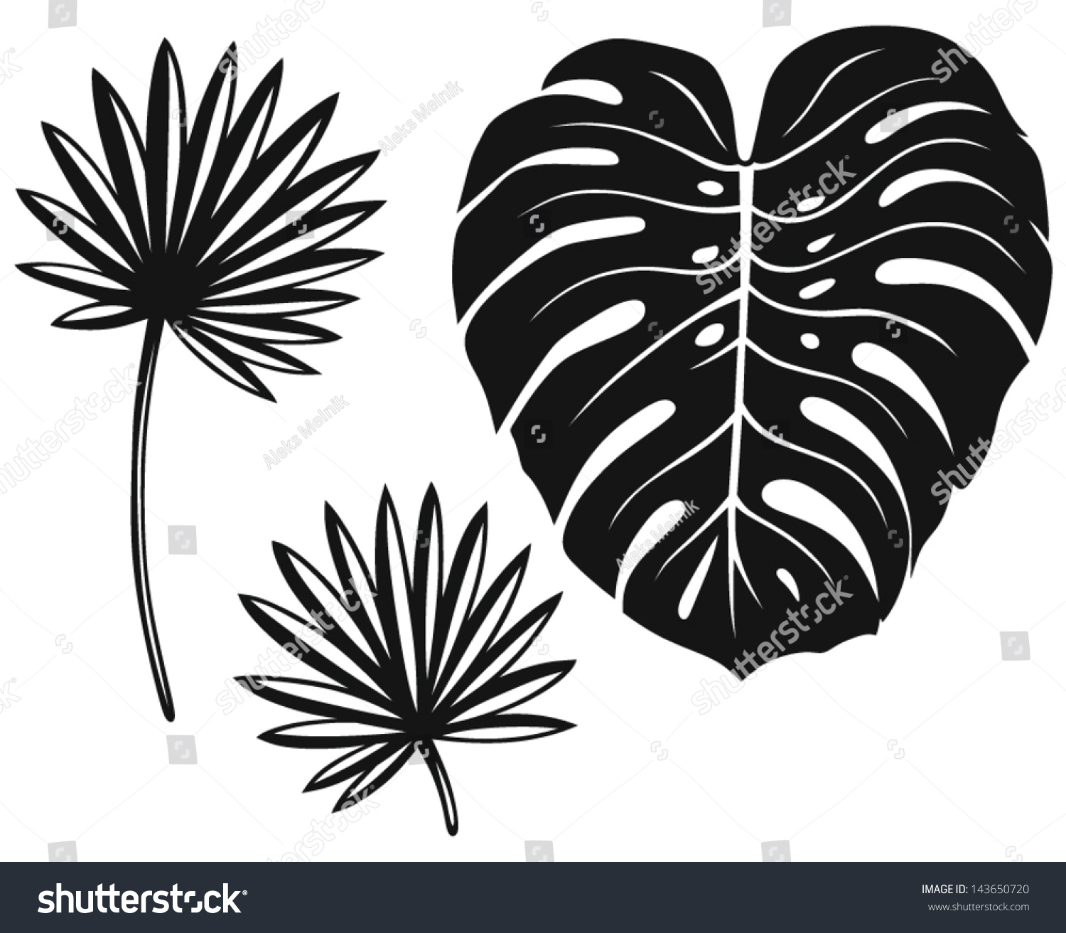 Set Palm Leaves Isolated On White Stock Vector (Royalty Free) 143650720 ...