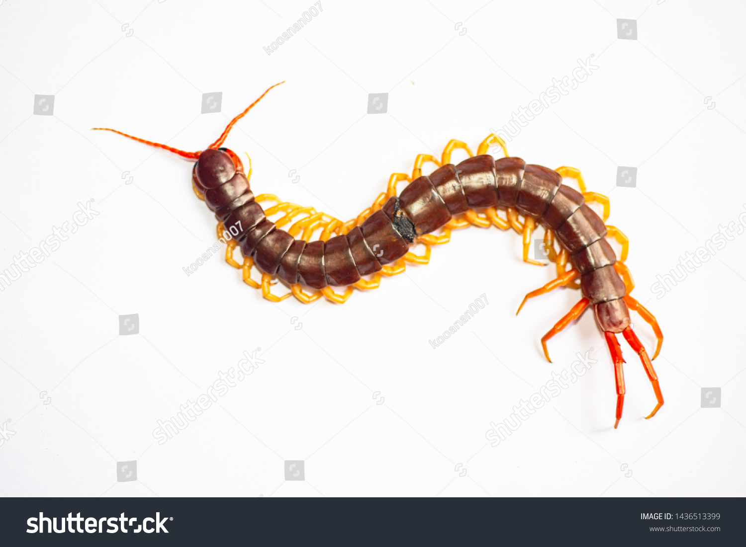 Centipede On White Background Invertebrate Poisonous Stock Photo ...