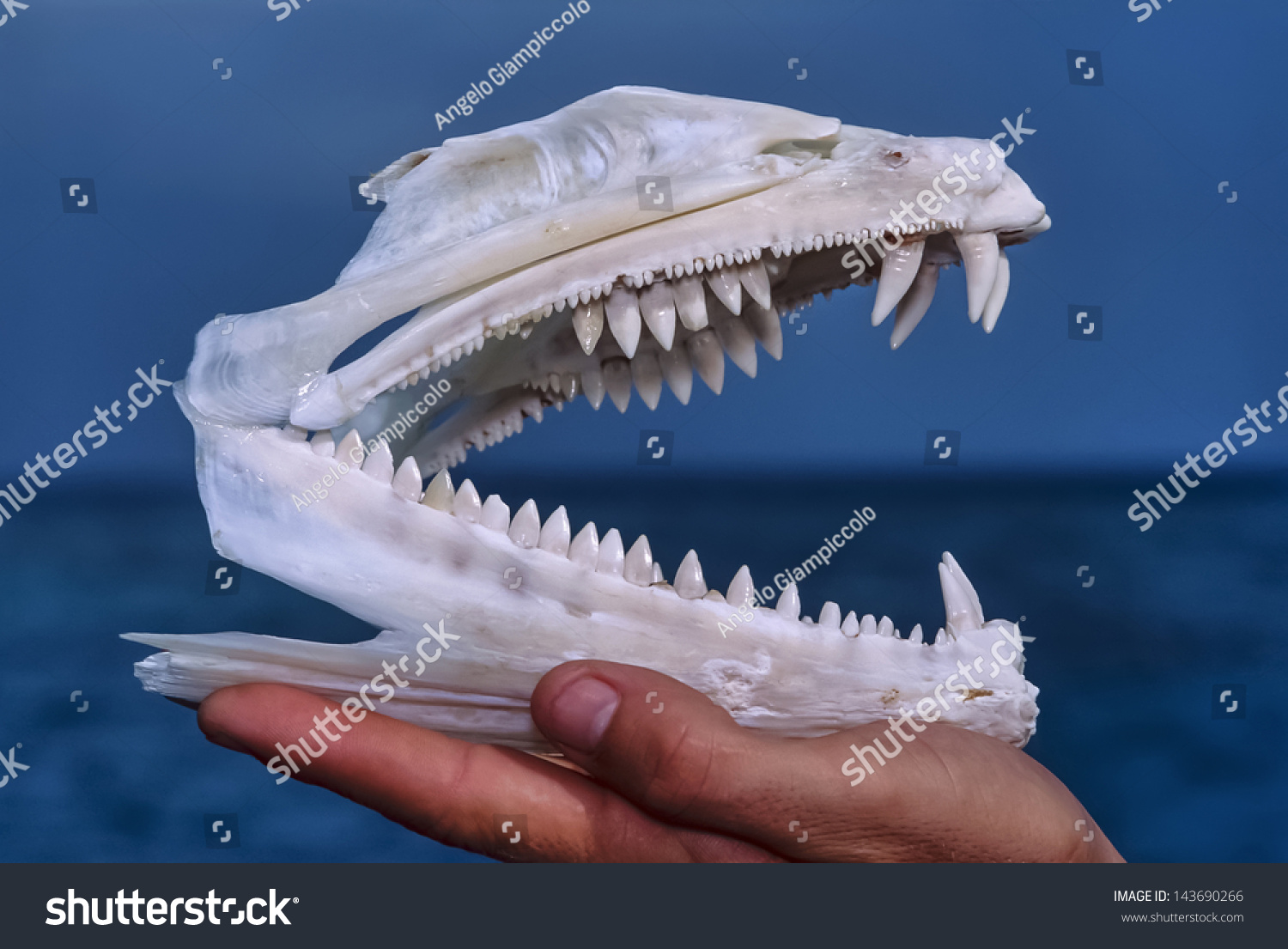 Sudan Red Sea Barracuda Skeleton Jaws Stock Photo 143690266 | Shutterstock