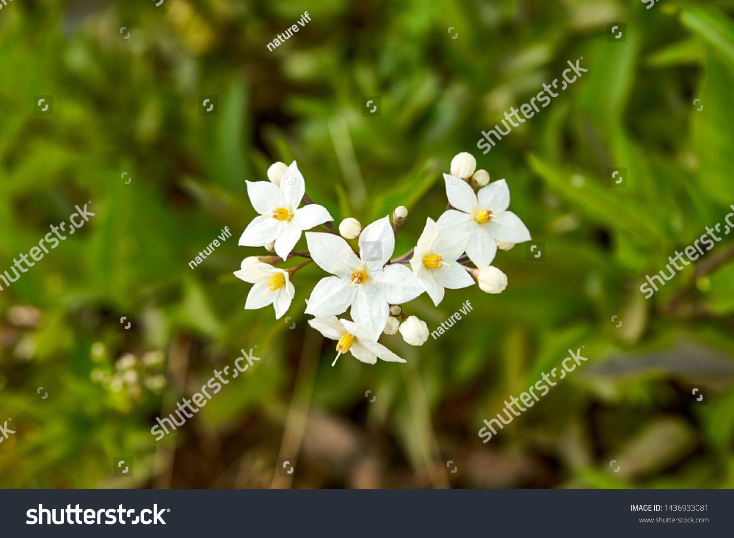 False Jasmine Nightshade Solanum Laxum Speng Stock Photo 1436933081 ...