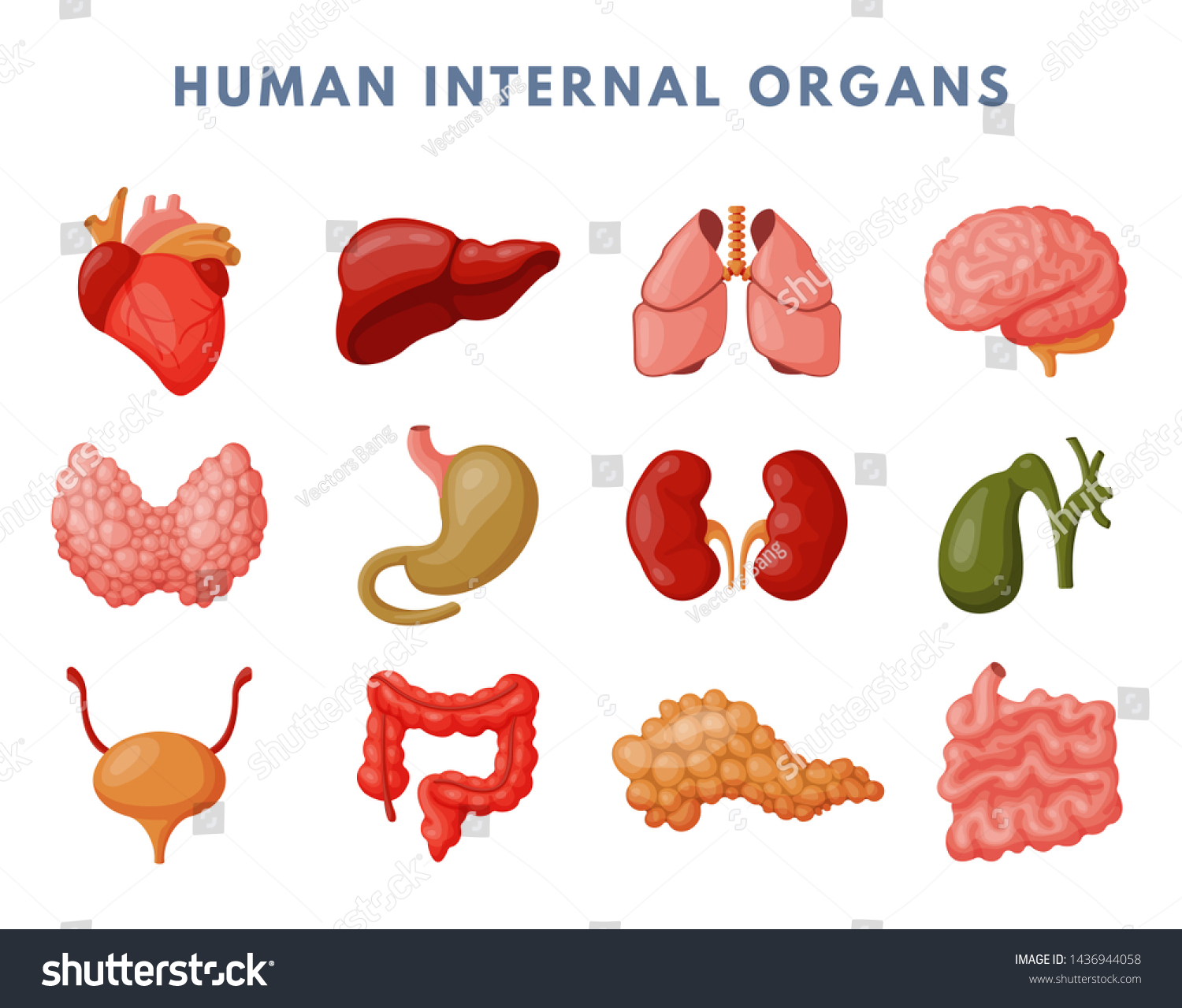 Human Internal Organs Medicine Anatomy Illustration Stock Illustration ...