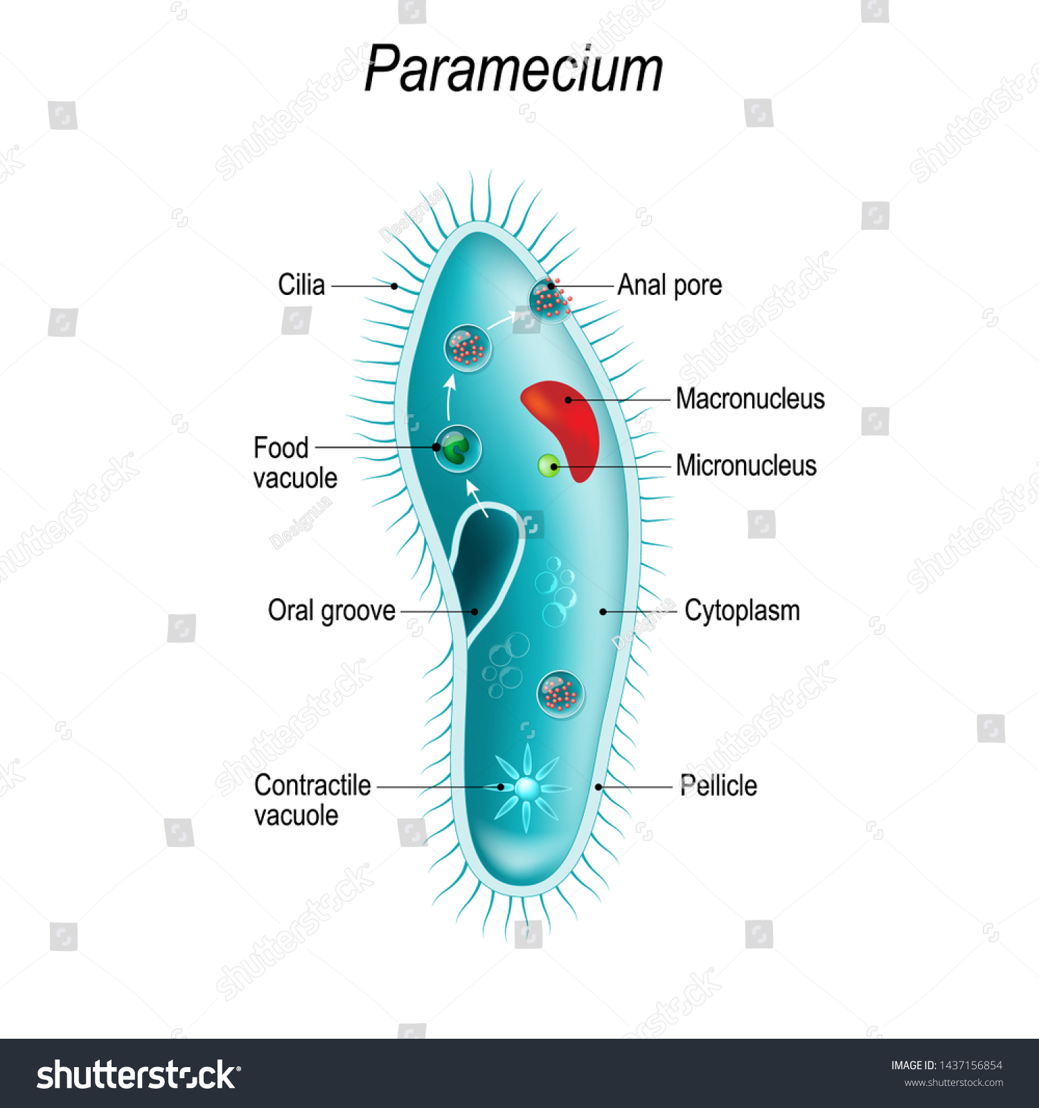 paramecium multimicronucleatum