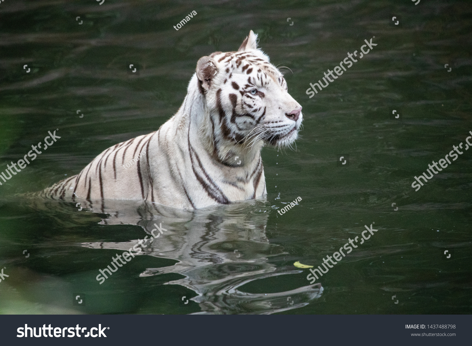 siberian tiger swimming