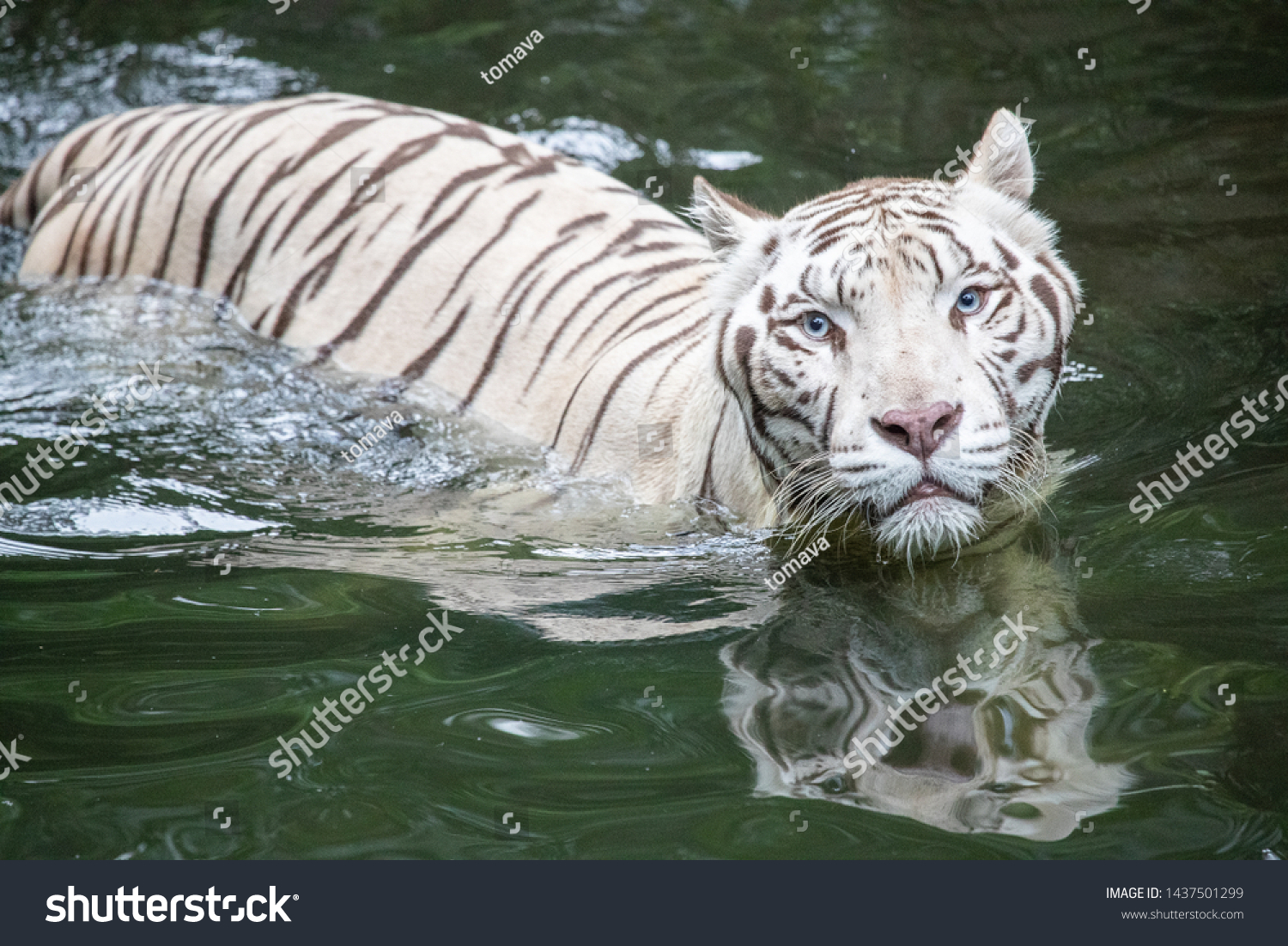 siberian tiger swimming