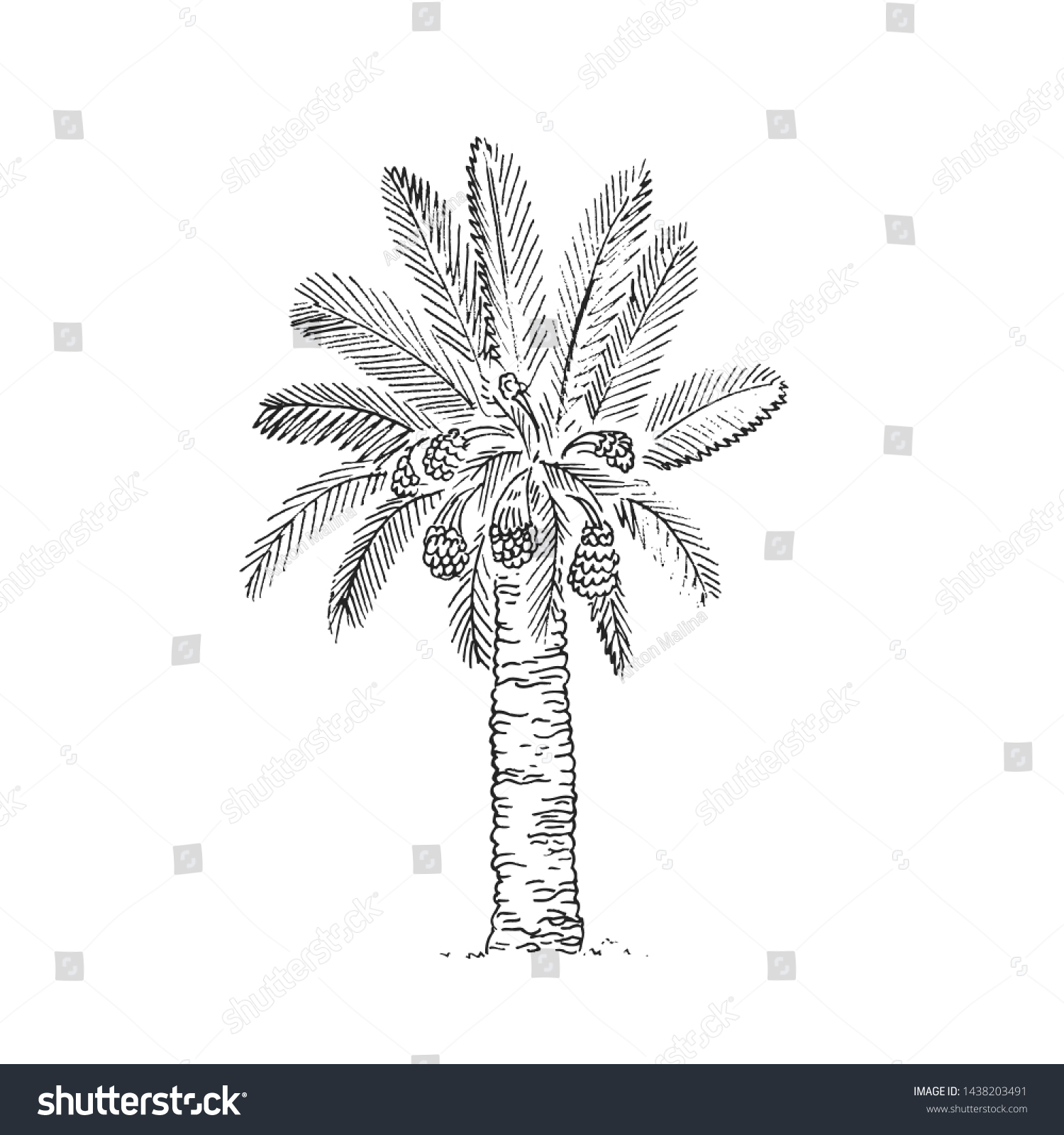Date Palm Tree Sketch Dates Fruit Stock Vector Royalty Free