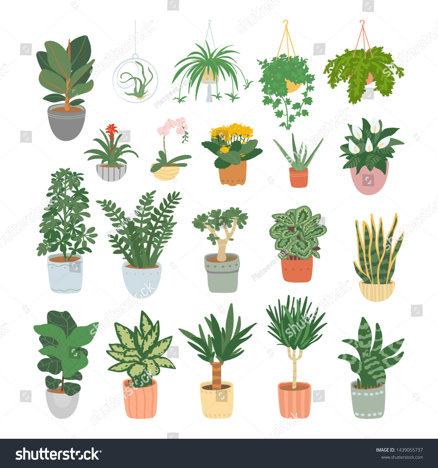 Big Set Houseplants Isolated On White Stock Vector (royalty Free 