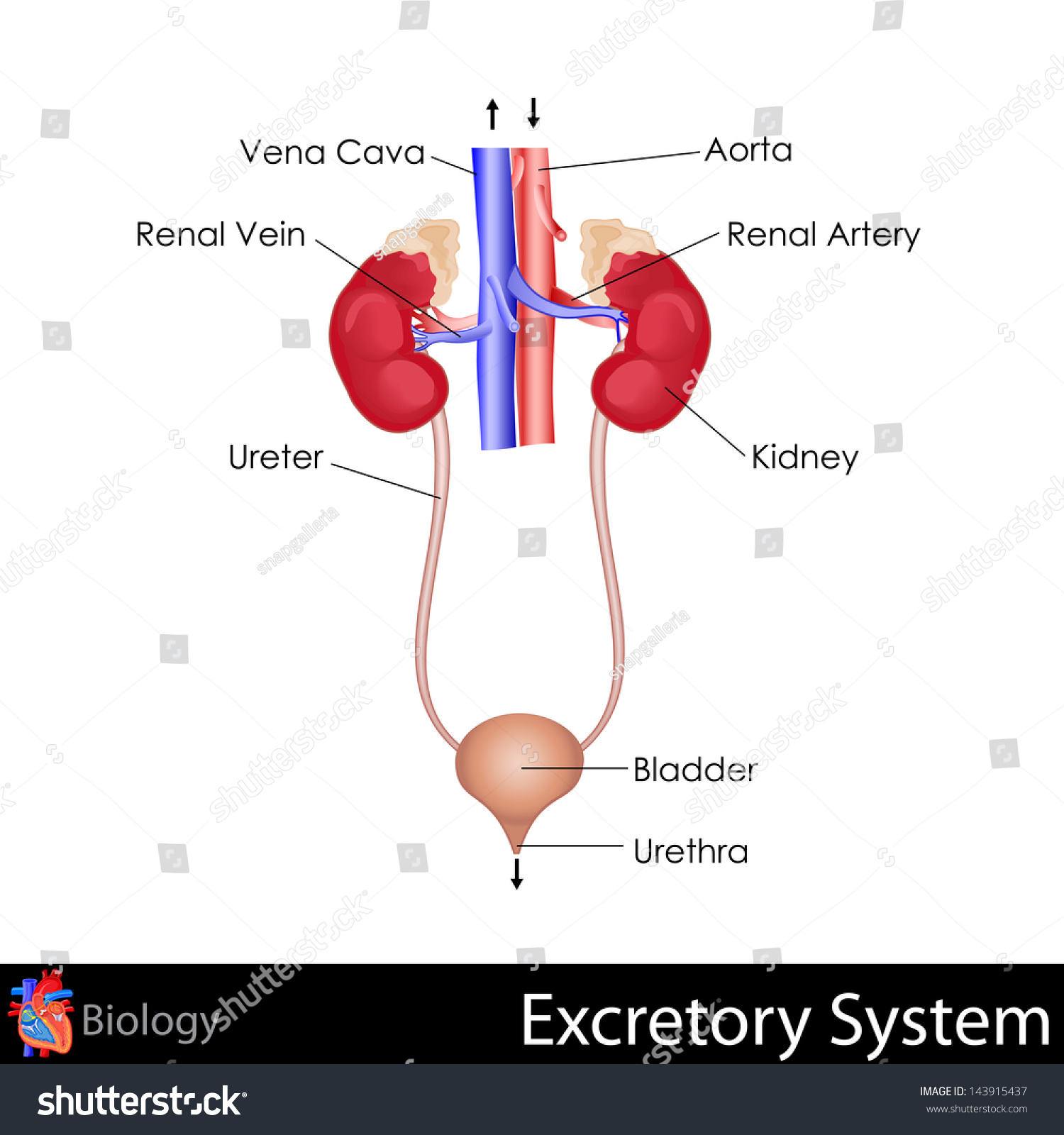 280 Kidneys And Vena Cava Images, Stock Photos & Vectors | Shutterstock